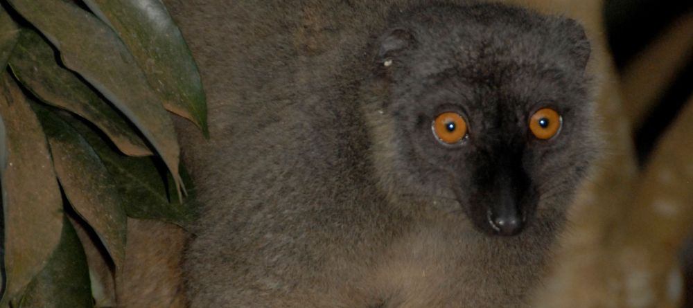 Lemur Amber Mountains - Image 4