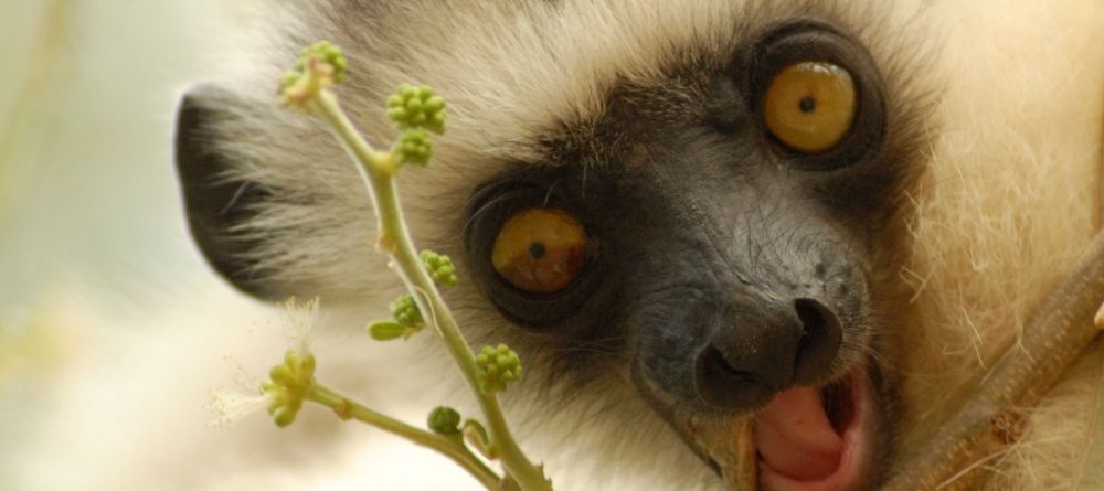 Incredible Lemurs of Andasibe National Park - Image 11