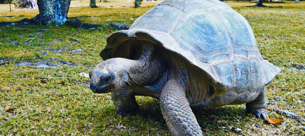 A giant turtle meanders through the grounds at New Emerald Cove, Praslin, Seychelles - Image 14