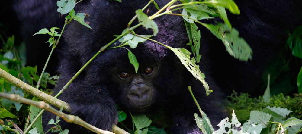 Singita gorilla - Image 5