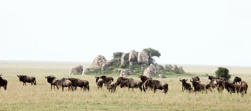 Nomadic Camp, Masai Mara National Reserve, Kenya - Image 8