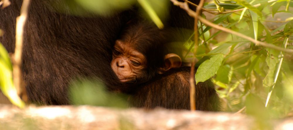 A baby chimp and its mother at Gombe Forest Lodge, Gombe National Park, Tanzania - Image 3