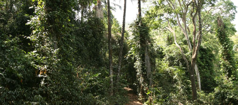 A jungle walk at Gombe Forest Lodge, Gombe National Park, Tanzania - Image 2
