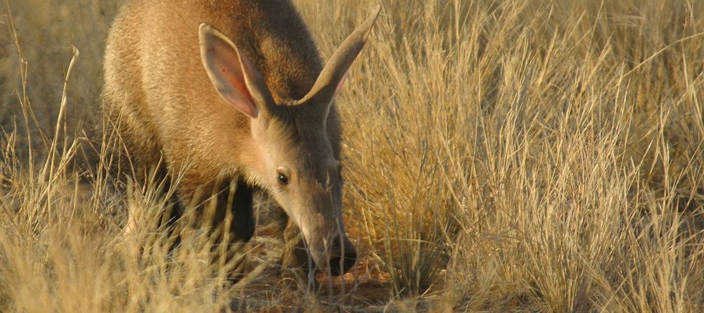 Aardvark- Tswalu Kalahari, Twsalu Kalahari, South Africa - Image 17