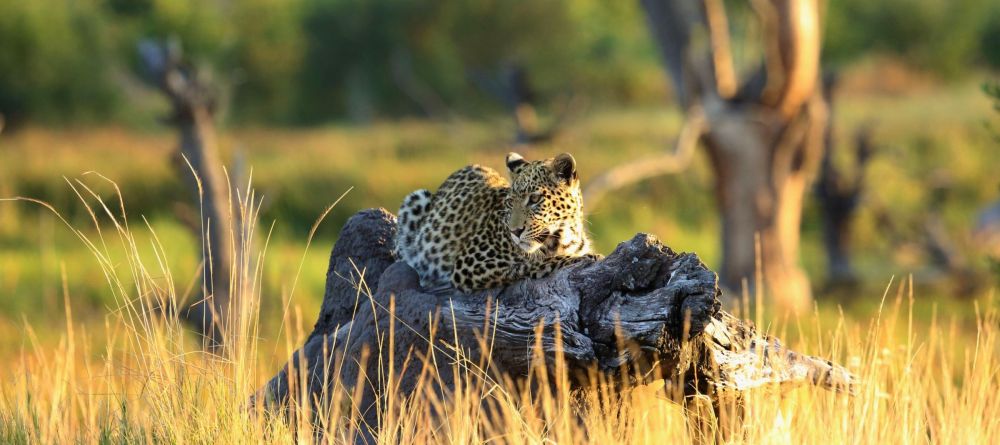 Khwai Leadwood - Image 10