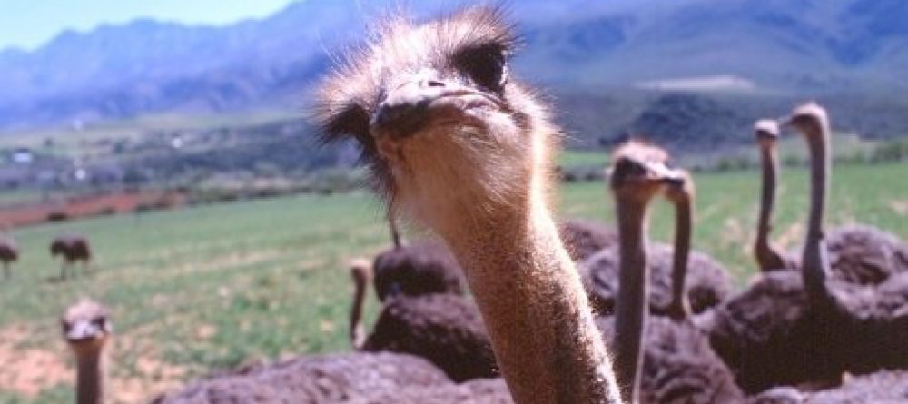 Adley House ostrich - Image 3