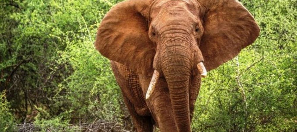 Sarara the Treehouses - Elephant - Image 1