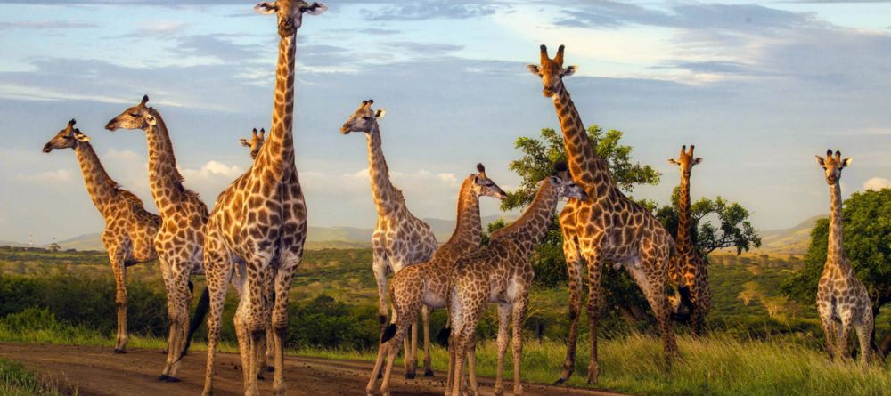 Zulu Nyala - Image 10