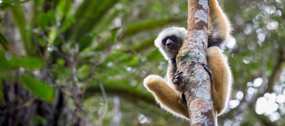 Analamazaotra Hotel - Image 1