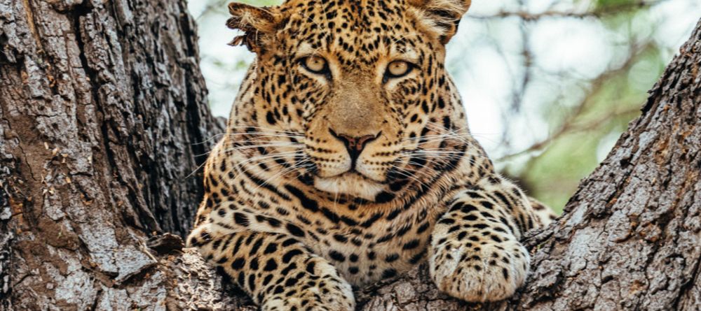 Anabezi Camp - Image 8