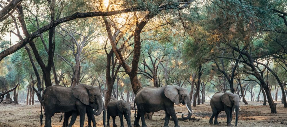 Anabezi Camp - Image 10