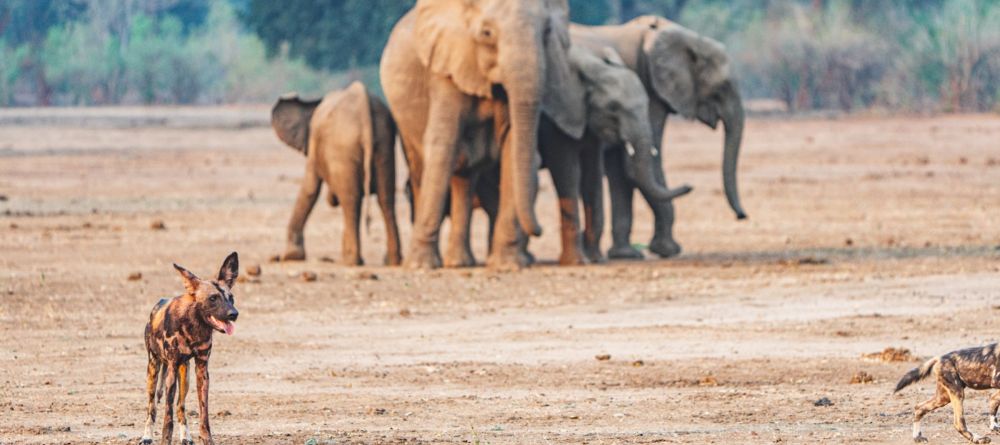 Anabezi Camp - Image 6