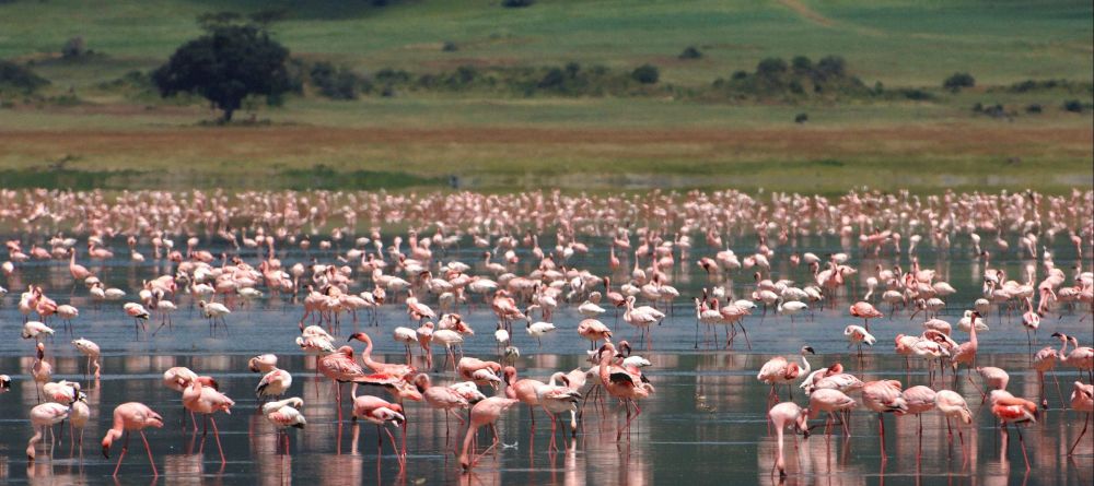 Flamingos on the crater lake - Image 4