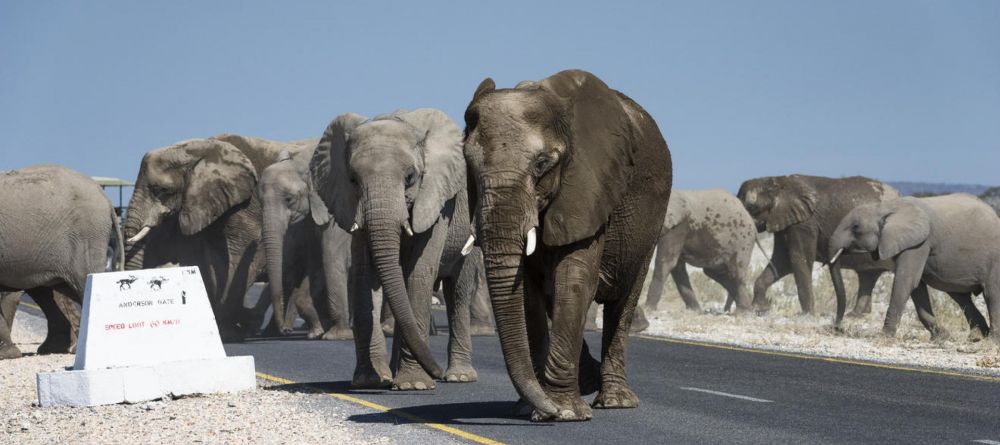 Andersson's at Ongava - Image 3