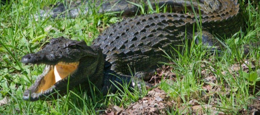 Crocodile at Xakanaxa Camp, Moremi Game Reserve, Botswana (Andre du Plessis) - Image 11