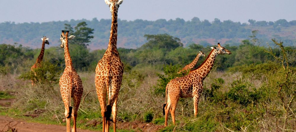 Akagera Game Lodge  - Image 1