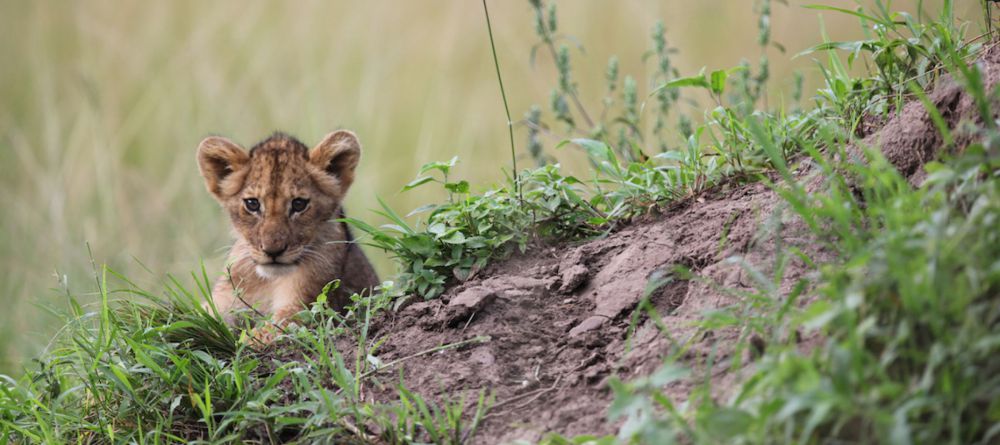 Akagera Game Lodge  - Image 3