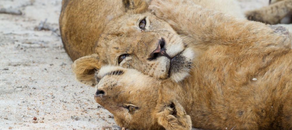 Arathusa Safari Lodge, Sabi Sands Game Reserve, South Africa - Image 11