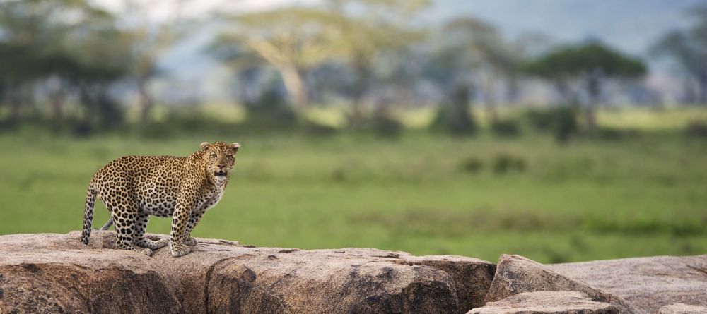 Leopard at Dunia Camp, Serengeti National Park, Tanzania - Image 5