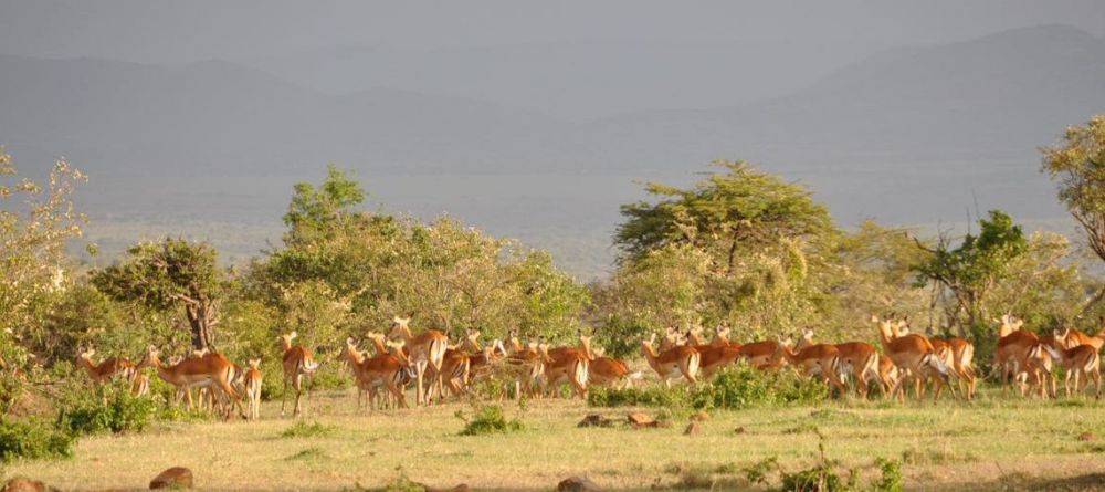 Impala herd at Naboisho Camp, Masai Mara National Park, Kenya - Image 14