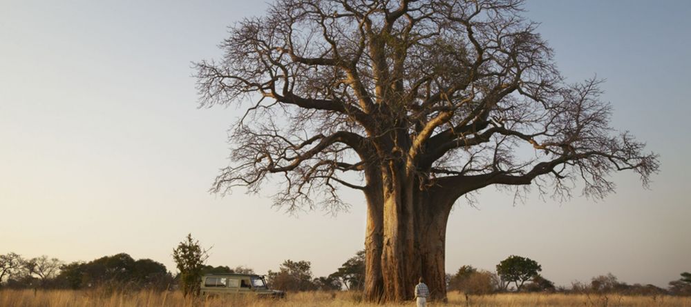 Tarangire National Park is famous for baobab trees - Image 3