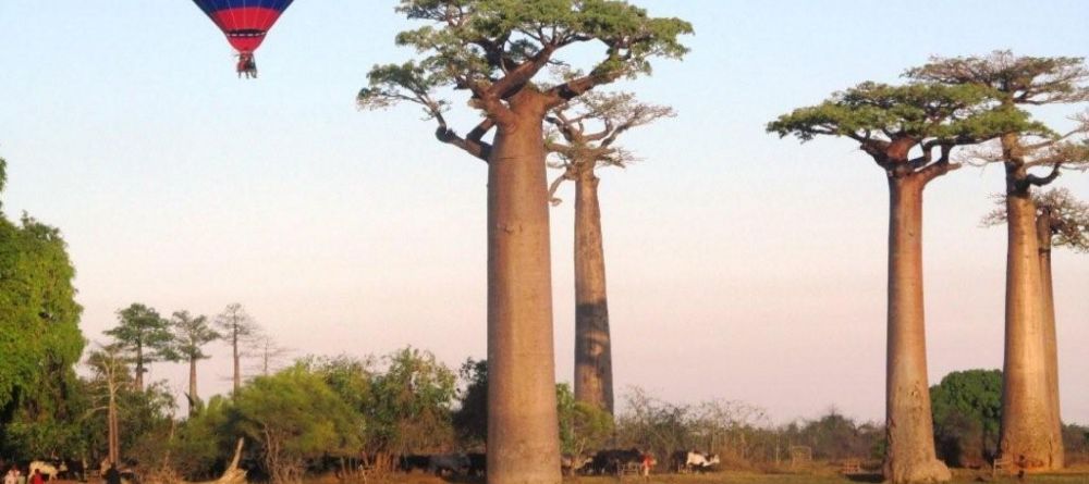 Avenue of the Baobabs with hot air balloon - Image 4