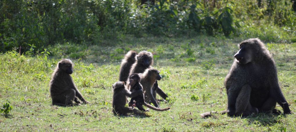 Baboons by Lake Langano - Bishangari Lodge, Bale Mountains National Park, Ethiopia - Image 7