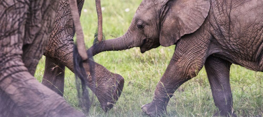 Nomadic Camp, Masai Mara National Reserve, Kenya - Image 10