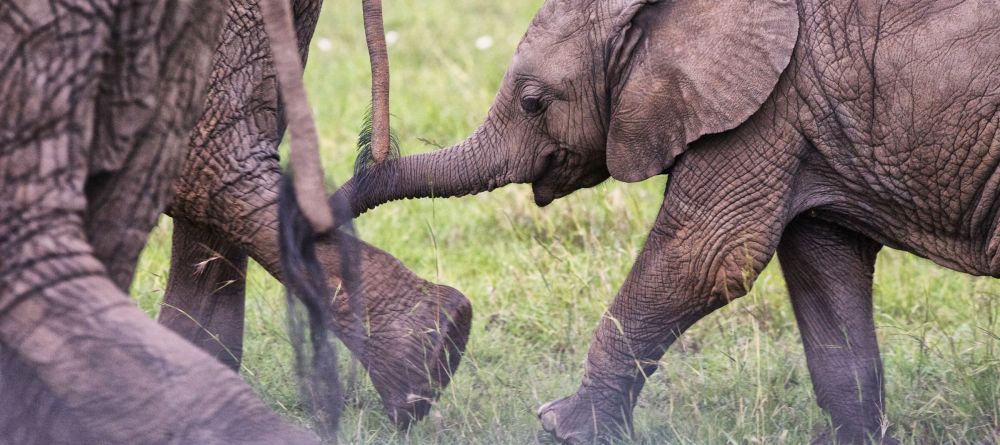 Topi House, Masai Mara National Reserve, Kenya - Image 1