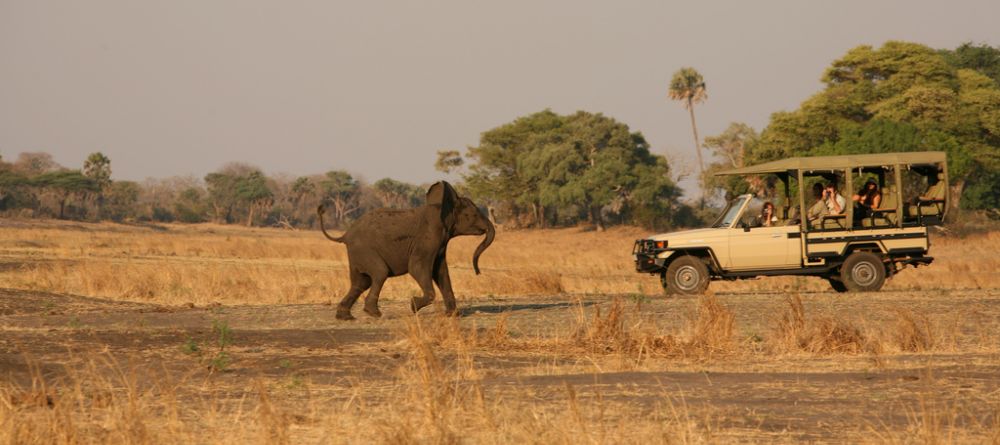 A playful baby elephant during a game drive at Katuma Bush Camp, Katavi National Park, Tanzania - Image 14