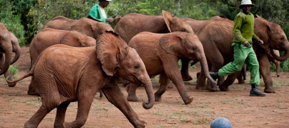Baby elephants at Daphne Sheldrick Elephant Orphanage - Image 8