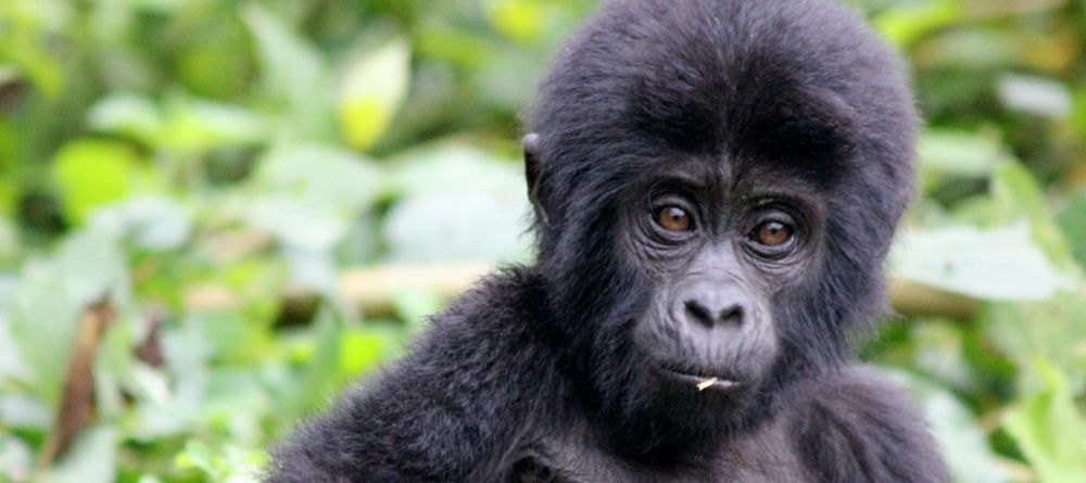 Volcanoes National Park - baby gorilla - Image 15