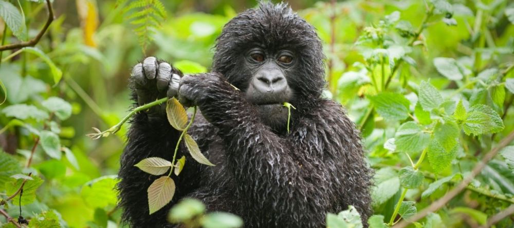 A rain-soaked gorilla feeds in the jungles by Clouds Mountain Gorilla Lodge, Bwindi Impenetrable Forest, Uganda - Image 5