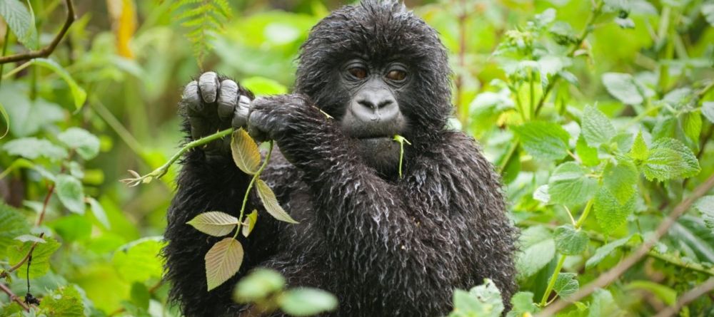 Gorilla Mountain View Lodge, Volcanoes National Park, Rwanda - Image 3