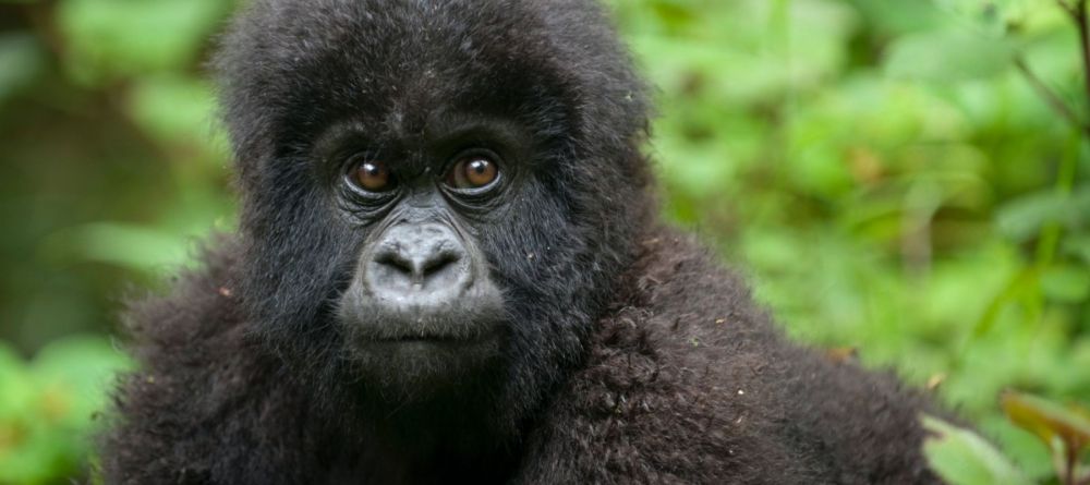 Ngaga Camp, Odzala National Park, Republic of Congo - Image 17