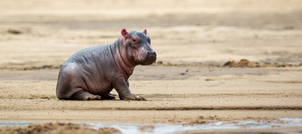 Chinzombo - Image 13