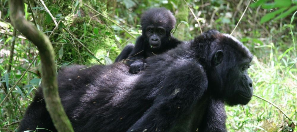 A baby gorilla clings to their mother in the jungles by Clouds Mountain Gorilla Lodge, Bwindi Impenetrable Forest, Uganda - Image 6