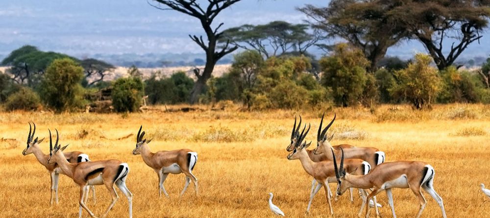 Zulu Nyala - Image 11