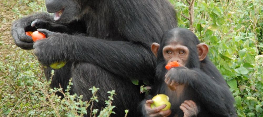 A mother chimp and her baby eating at Ngamba Island Tented Camp, Ngamba Island, Uganda - Image 5