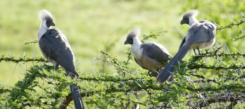 Bare-faced go-away birds sitting in an acacia tree at Offbeat Mara Camp, Masai Mara National Reserve, Kenya - Image 8