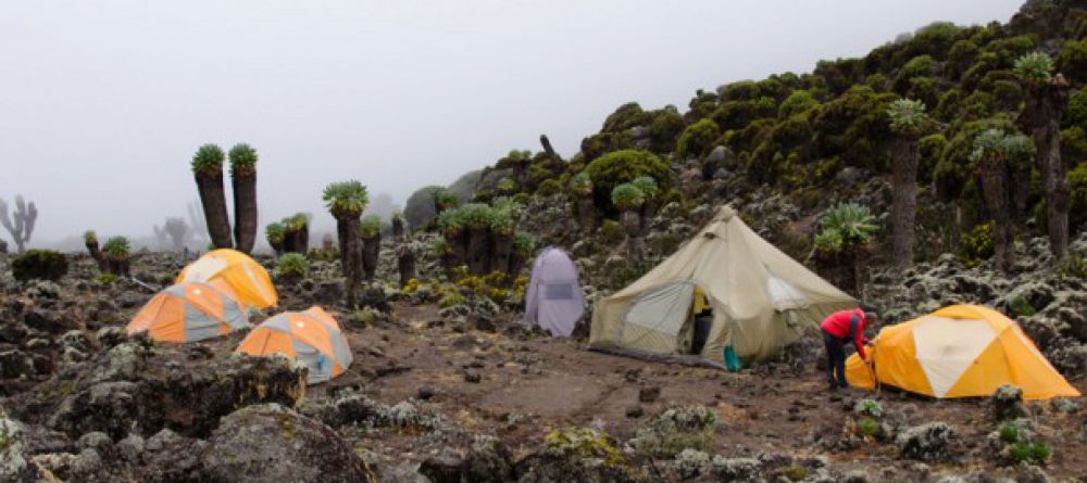 Lemosho Route, Kilimanjaro, Tanzania - Image 4