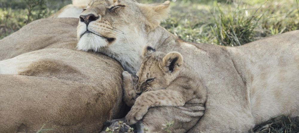 Tangulia Mara Camp, Masai Mara, Kenya - Image 10