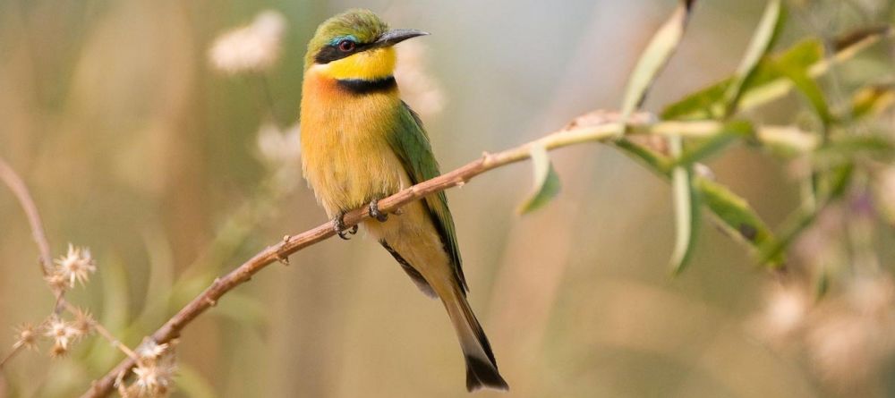 Zungulila Bushcamp, South Luangwa National Park, Zambia - Image 5
