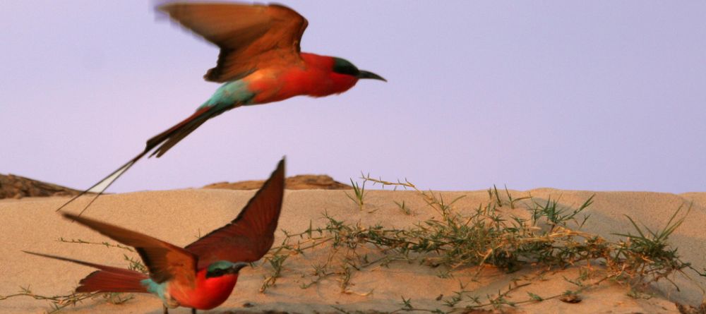 Bee-eaters at Kaingo Camp, South Luangwa National Park, Zambia - Image 6