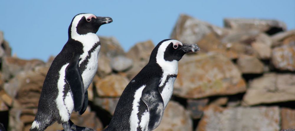 Birkenhead House, Hermanus, Western Cape, South Africa - Image 17