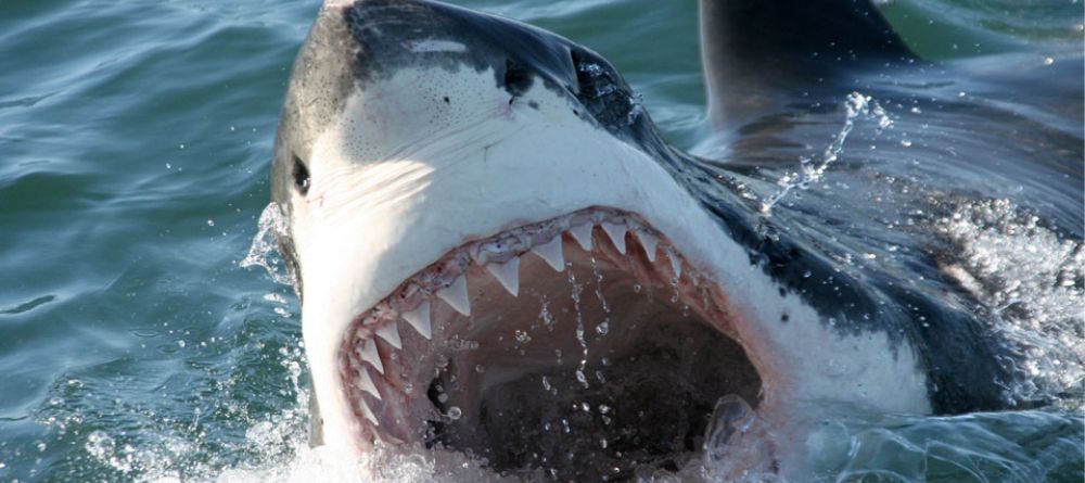 Birkenhead House, Hermanus, Western Cape, South Africa - Image 18