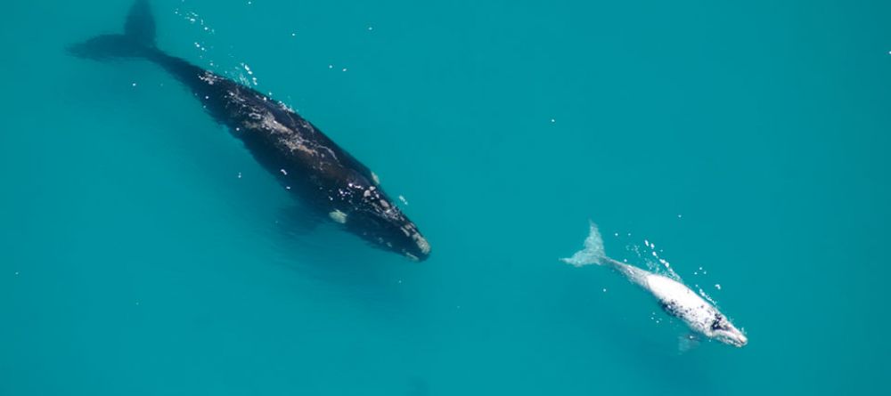 Birkenhead House, Hermanus, Western Cape, South Africa - Image 2