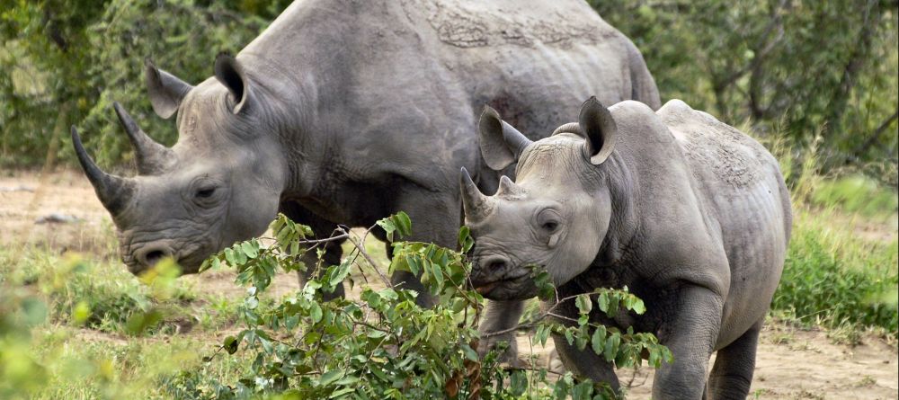 Lukimbi Safari Lodge - Rhinos inthe park - Image 1