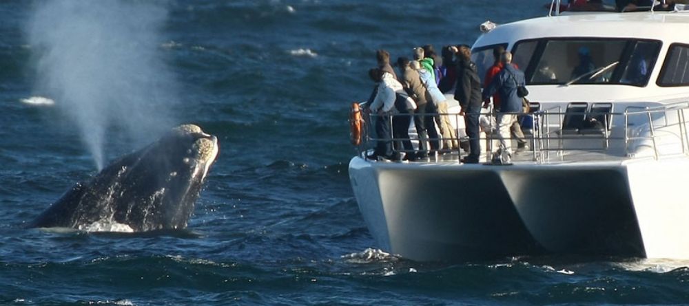 Harbour House Whale Watching - Image 4