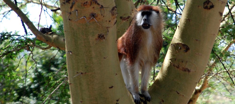 Borana Safari Lodge, Laikipia, Kenya - Image 1
